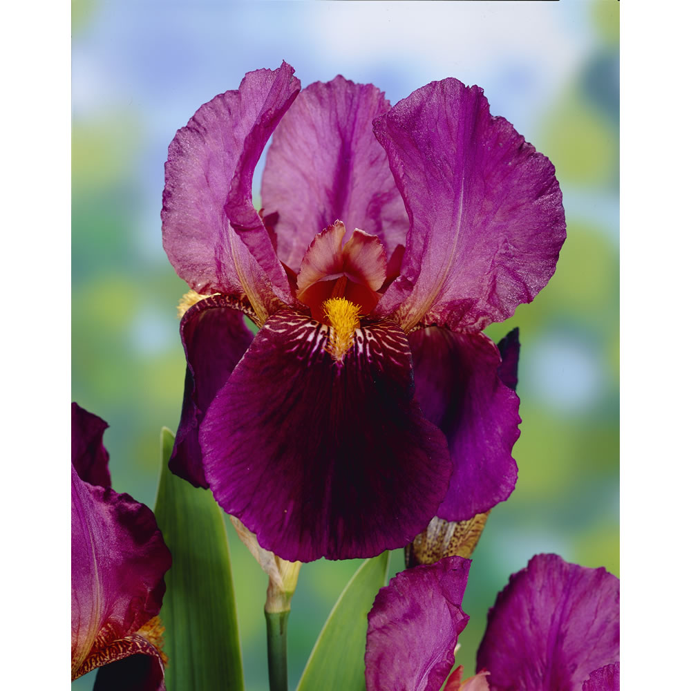 Wilko Iris Germanica Senlac Purple Spring Planting  Bulb 1 pack Image