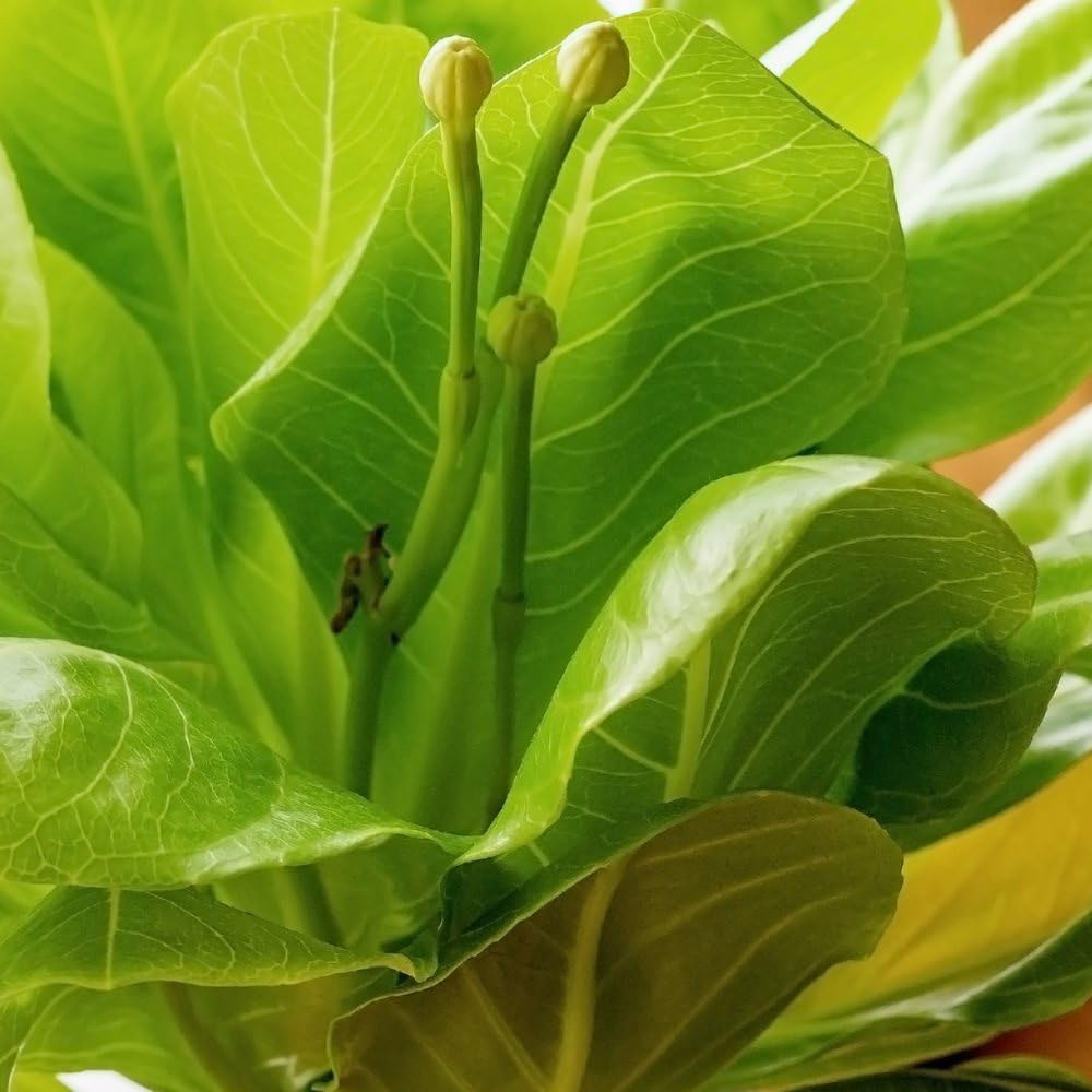 Thompson & Morgan Brighamia Insignis Hawaiian Palm Potted Plant Image 2