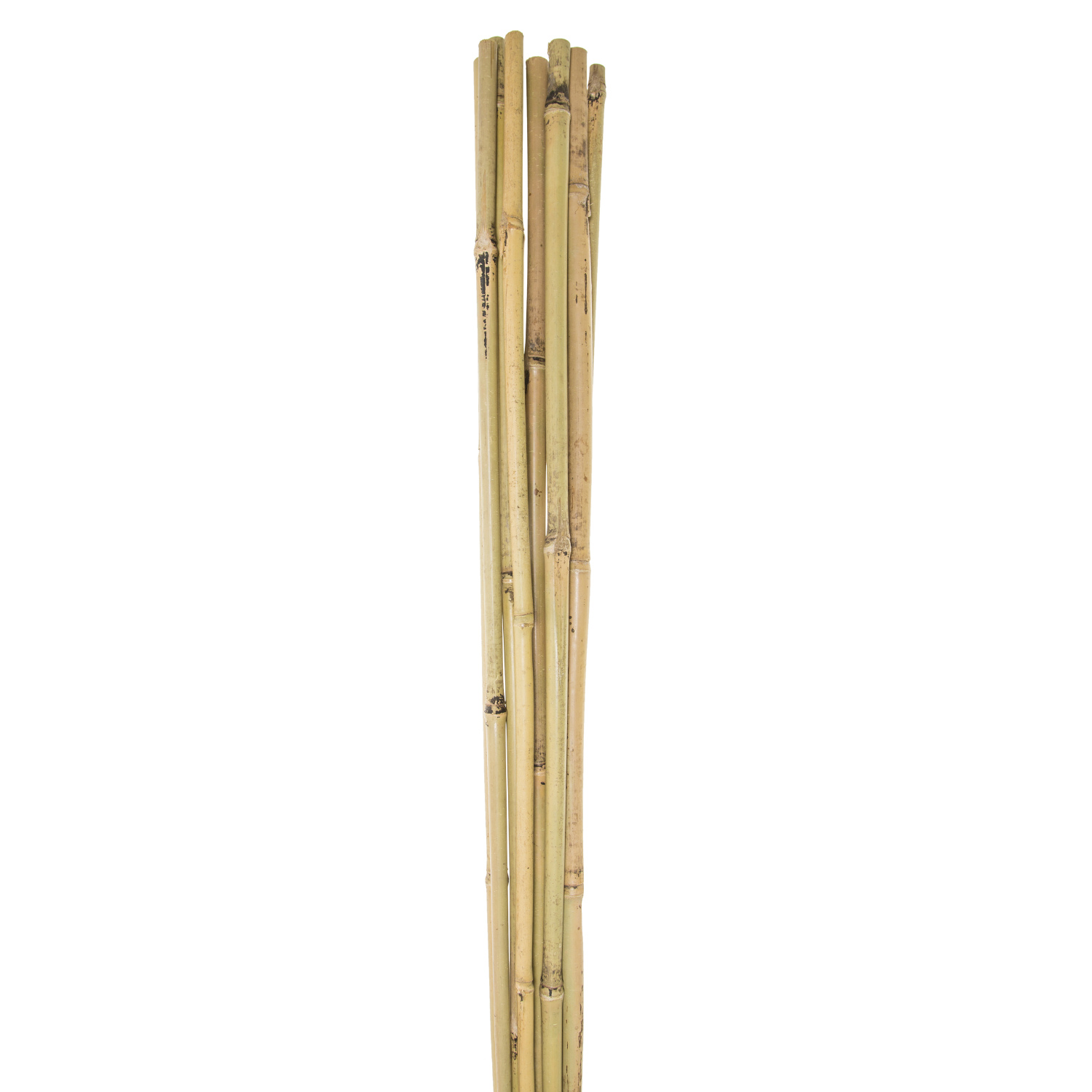 Pack of Bamboo Canes - 6ft Image 2