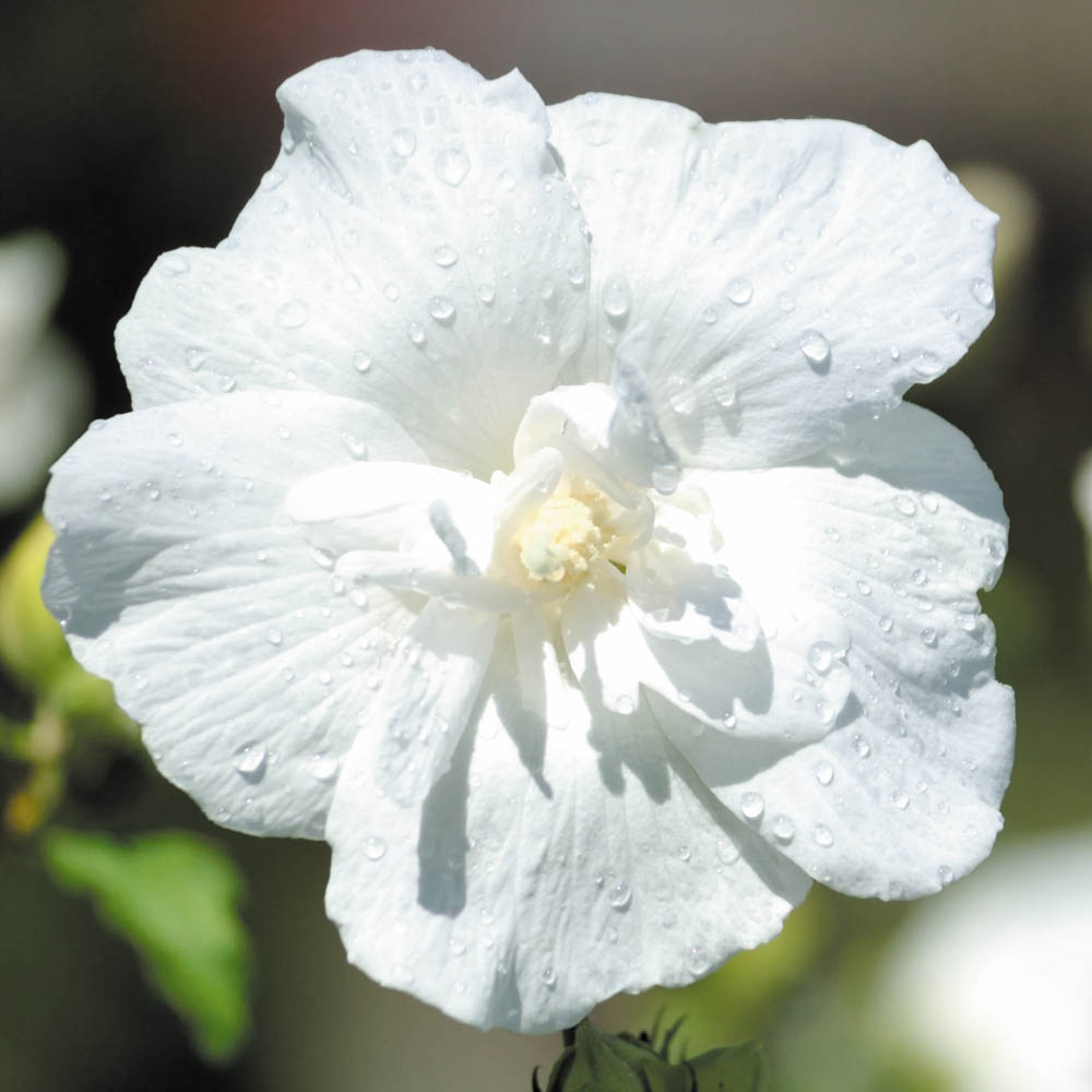 YouGarden Hardy Hibiscus Chiffon Collection 3 Pack Image 3