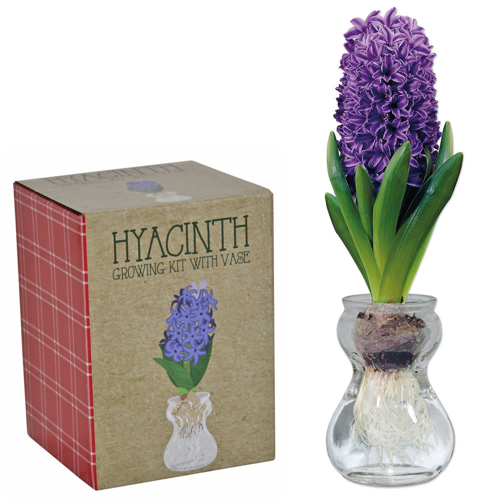 Wilko Premium Single Glass Hyacinth Image 1