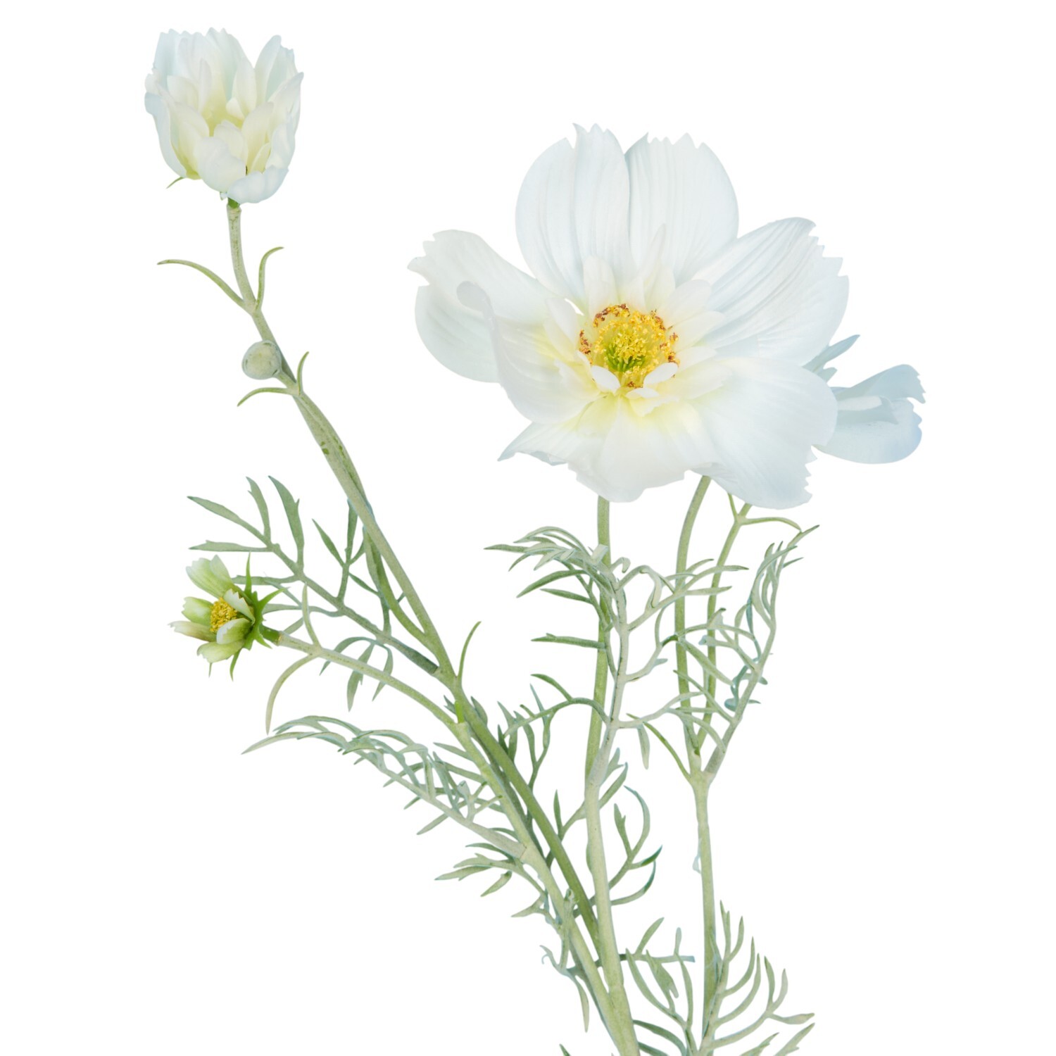 Large Cosmos Bloom Image 5