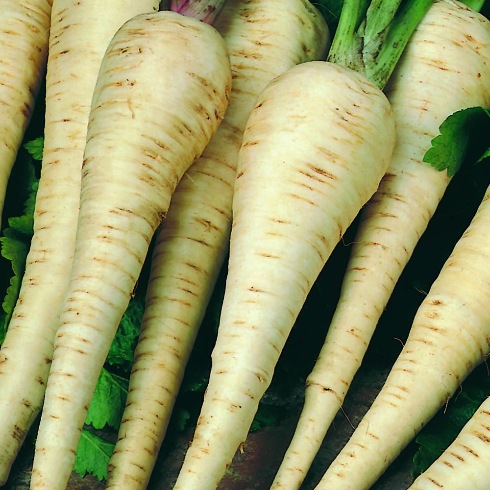 Wilko Parsnip Student Seeds Image 1