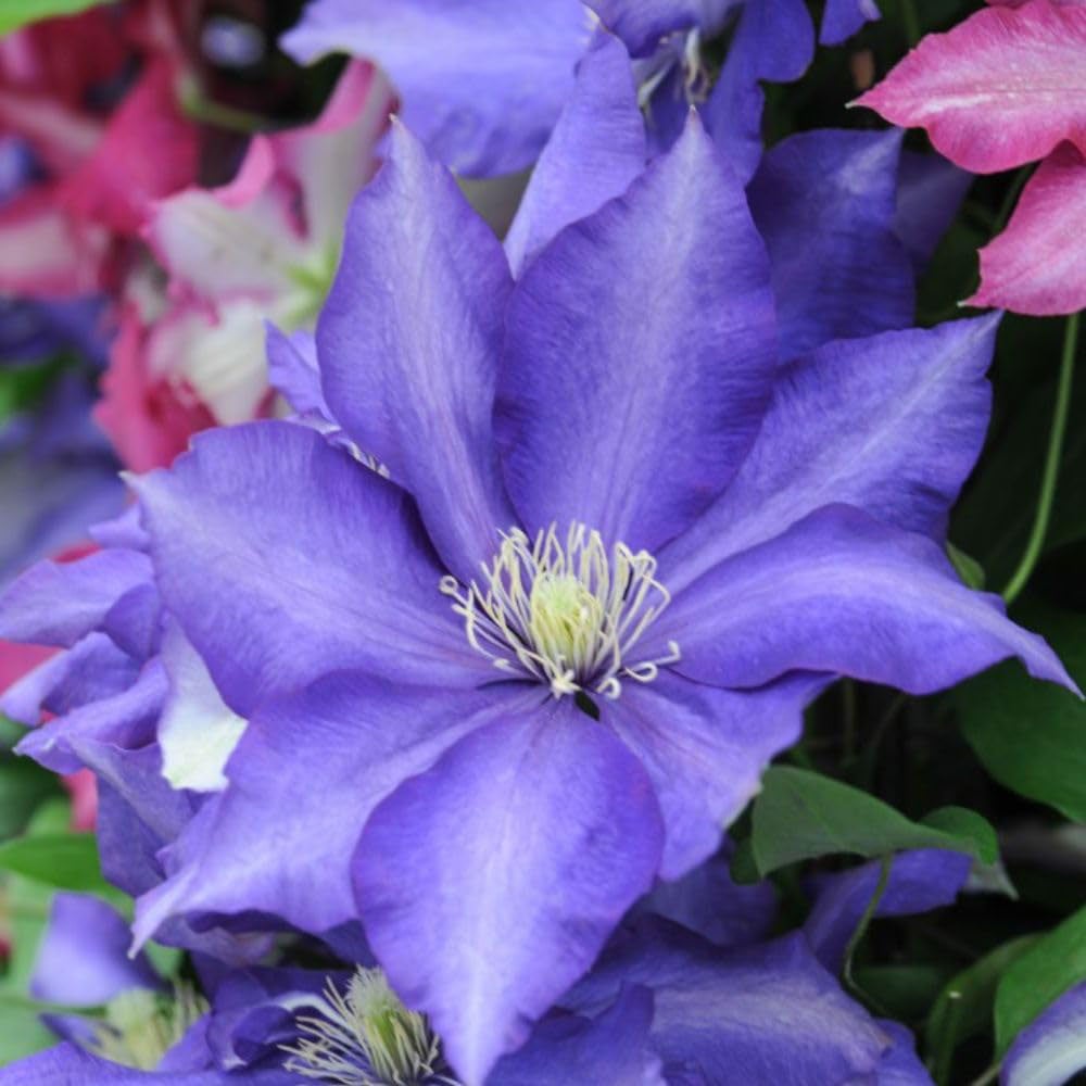 Thompson & Morgan Clematis Daniel Deronda Potted Plant 3L Image 1