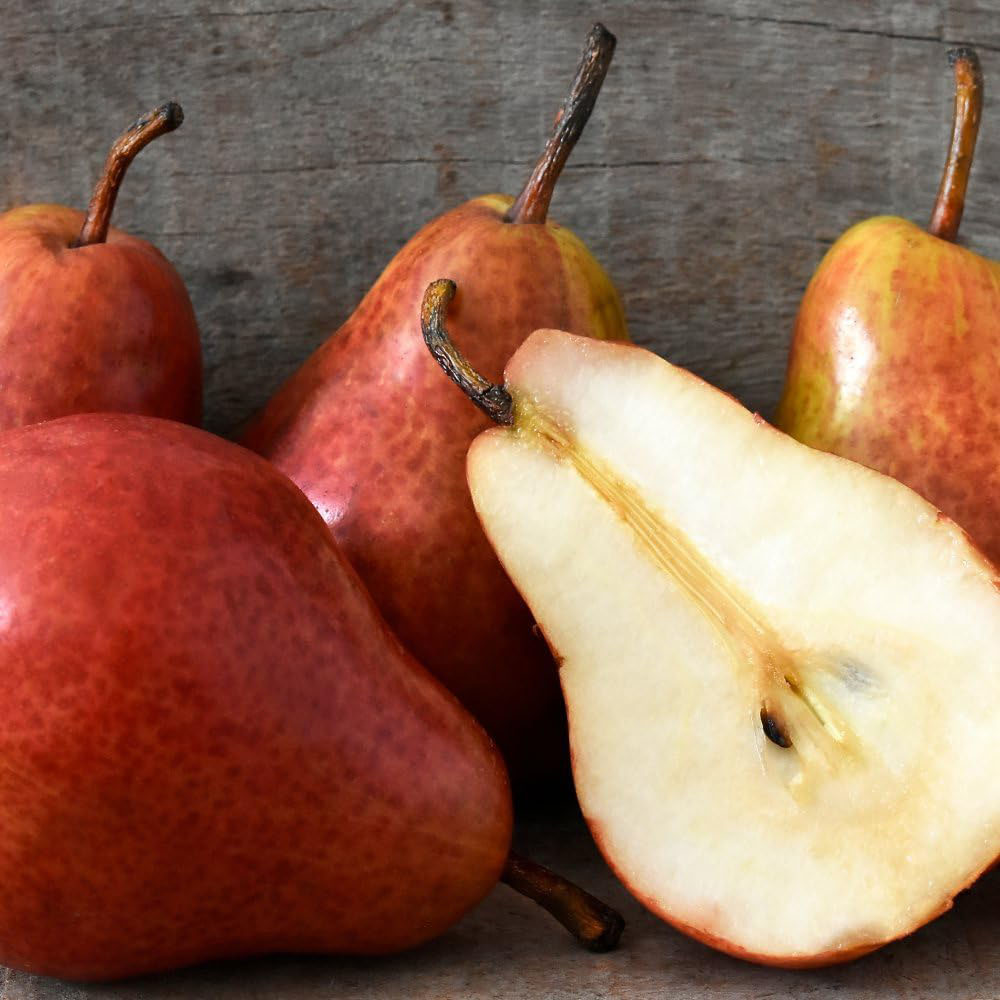 Thompson and Morgan Pear Pyrus Red William Quince A Plant Pot 4.5L Image 5