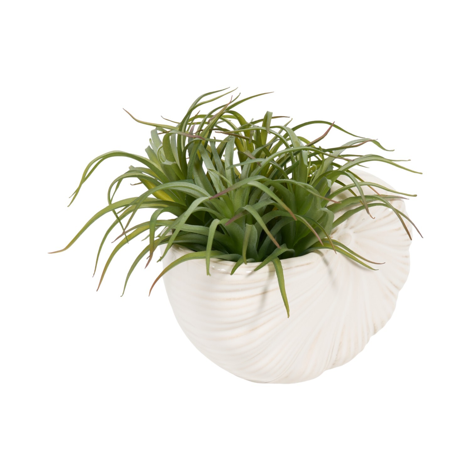 Succulent in Conch Shell Pot White Image 4