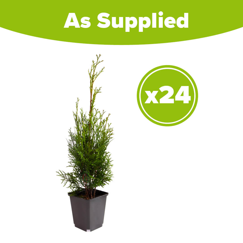 YouGarden Emerald Thuja Occidentalis Smaragd Plant in Pot 9cm 24 Pack Image 3