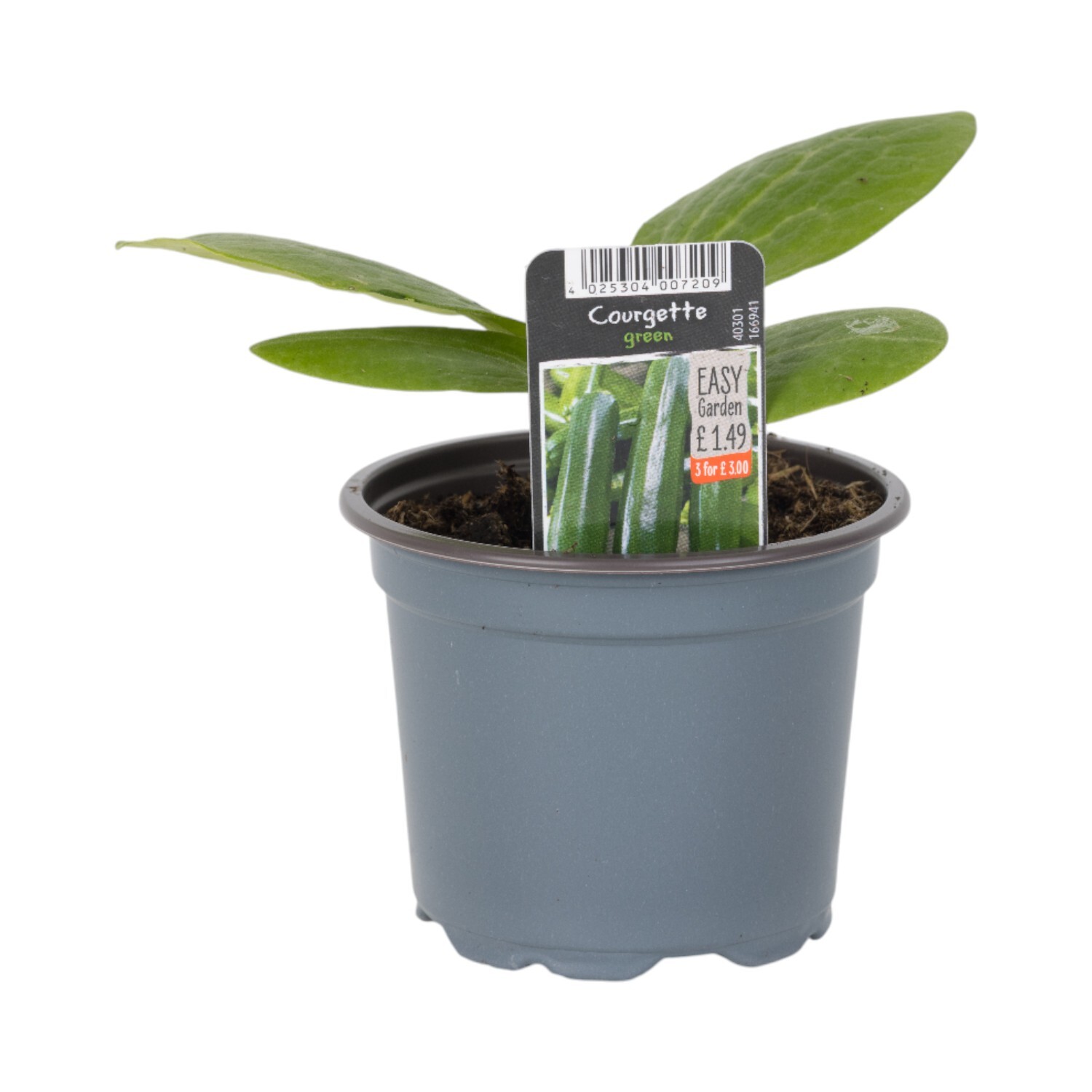 Courgette Plant Green Image