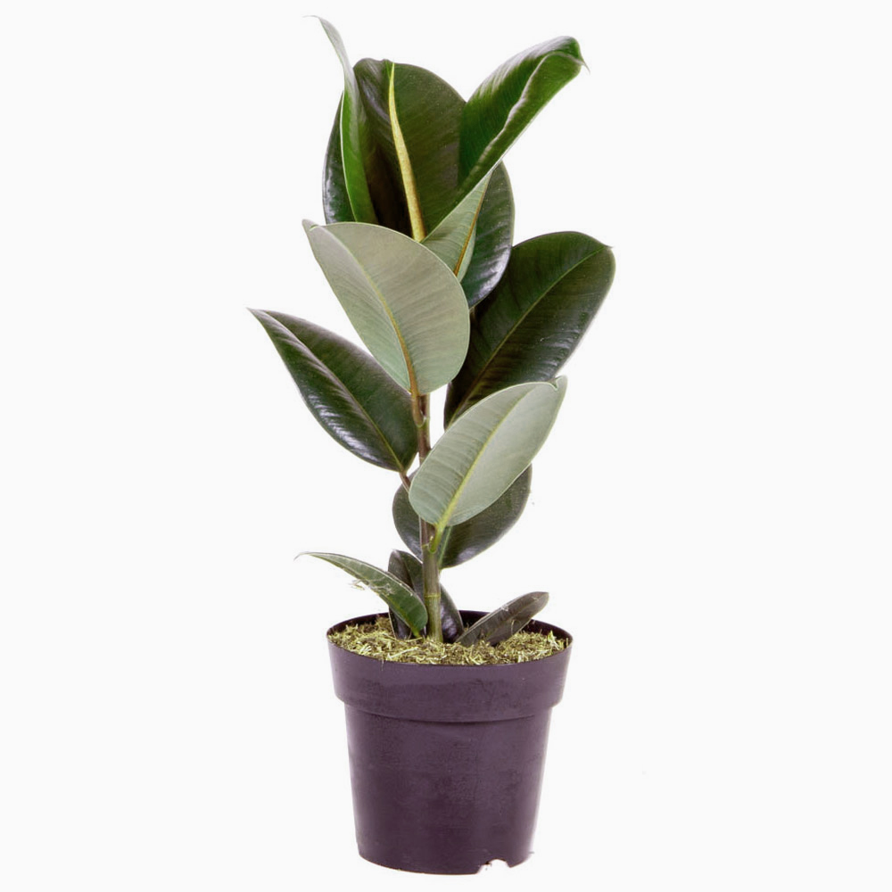 wilko Ficus Robusta Rubber Plant Image 3