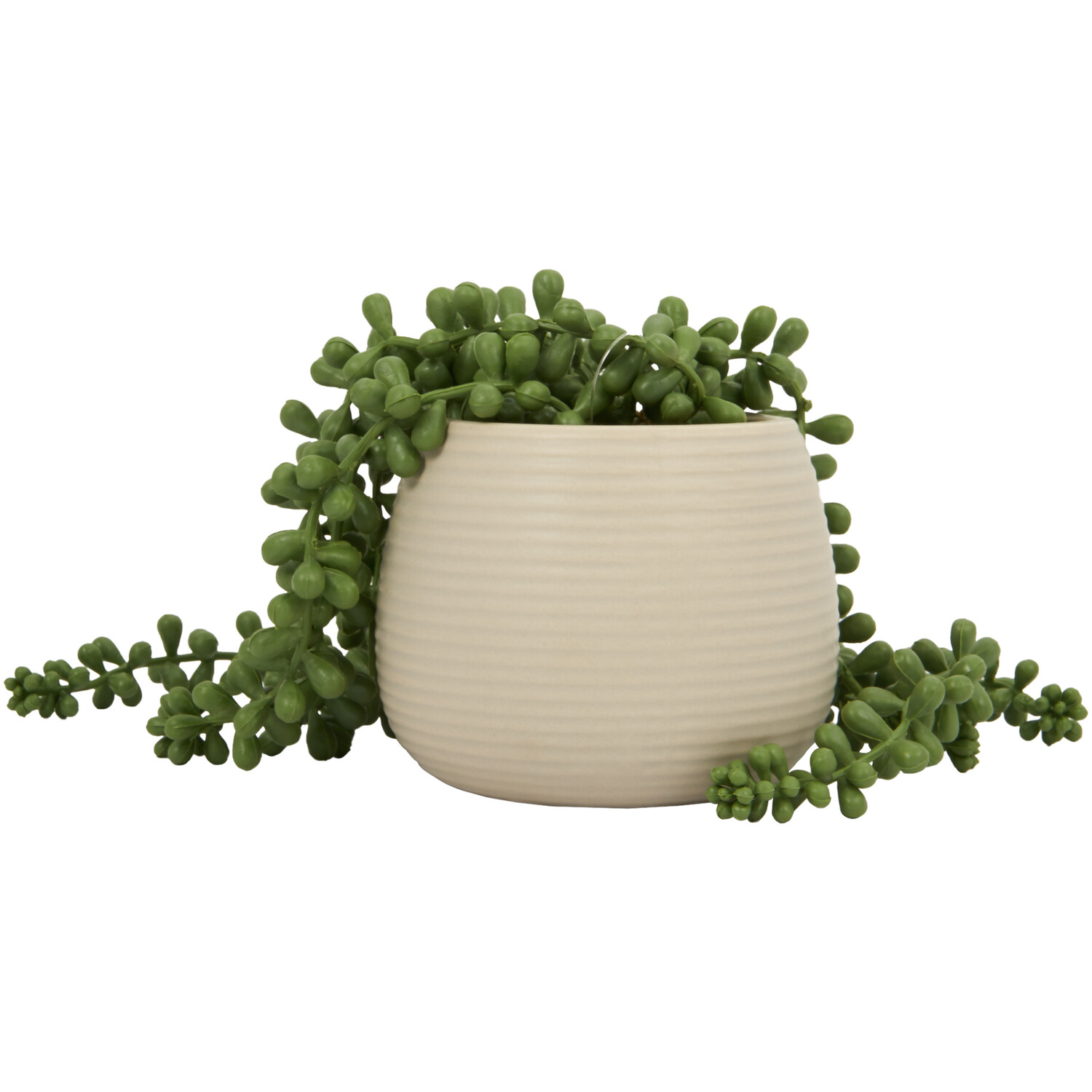 String of Pearls in Ribbed Pot - Green Image 1