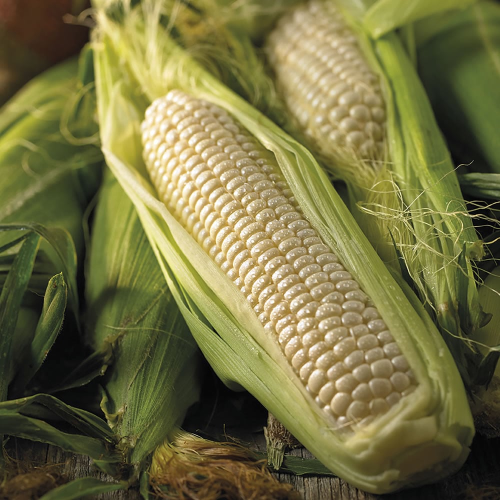 Johnsons Sweet Corn Amaize F1 Hybrid Seeds Image 1