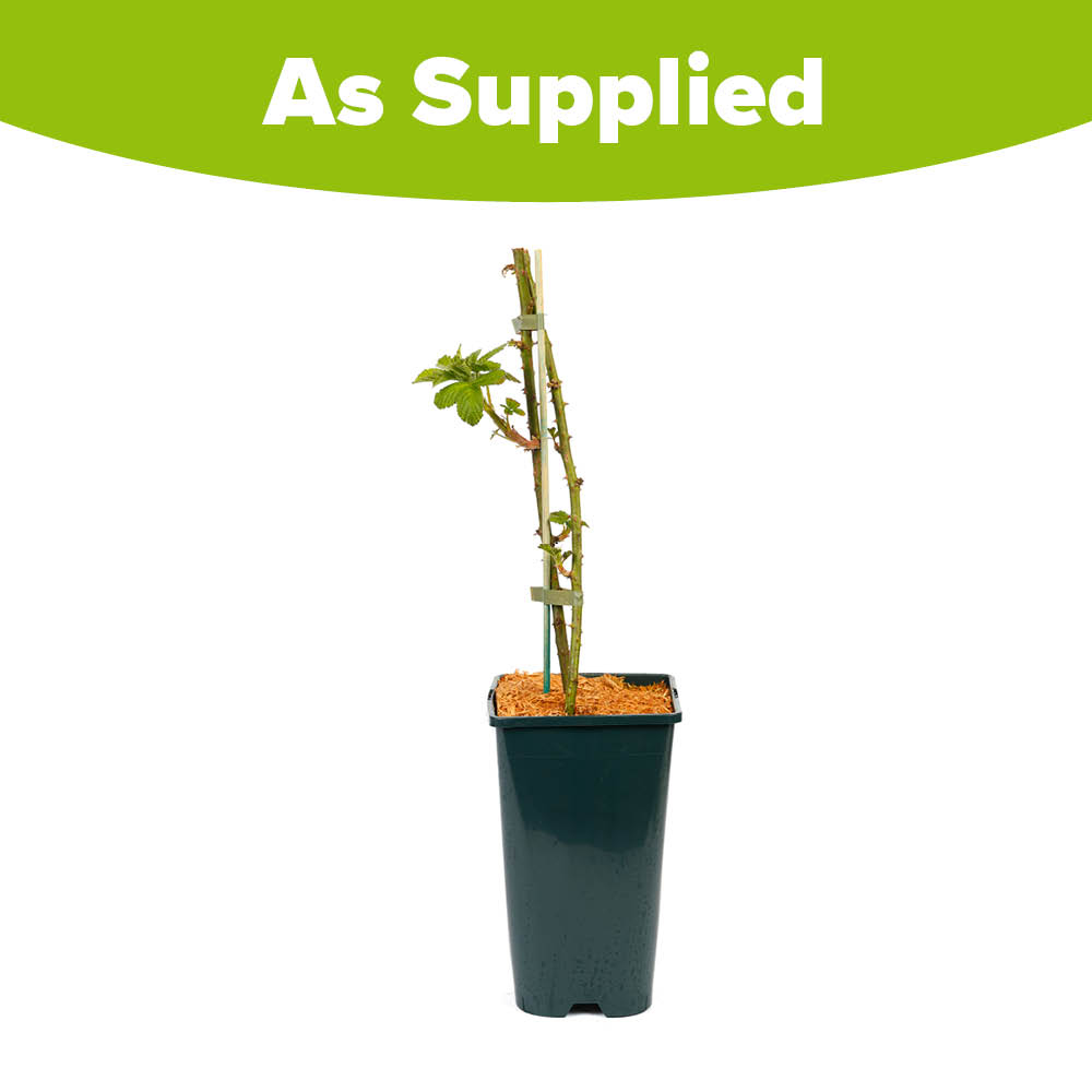 YouGarden Blackberry Bedford Giant Plant Pot 3L Image 2