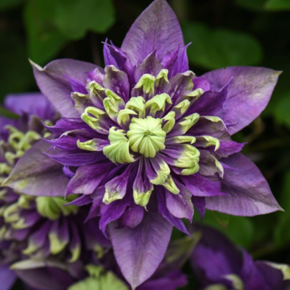 Thompson and Morgan Clematis Taiga Plant Pot 3L 2 Pack Image 2