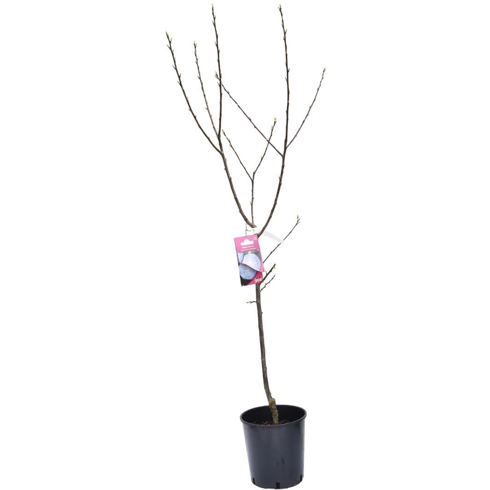 Thompson and Morgan Plum Prunus Herman St Julien Plant Pot 9L Image 2