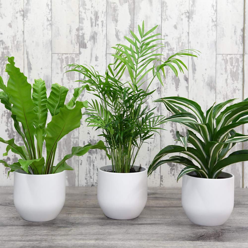 Thompson & Morgan Houseplant Scandi Collection Potted Plant 6 Pack Image 4