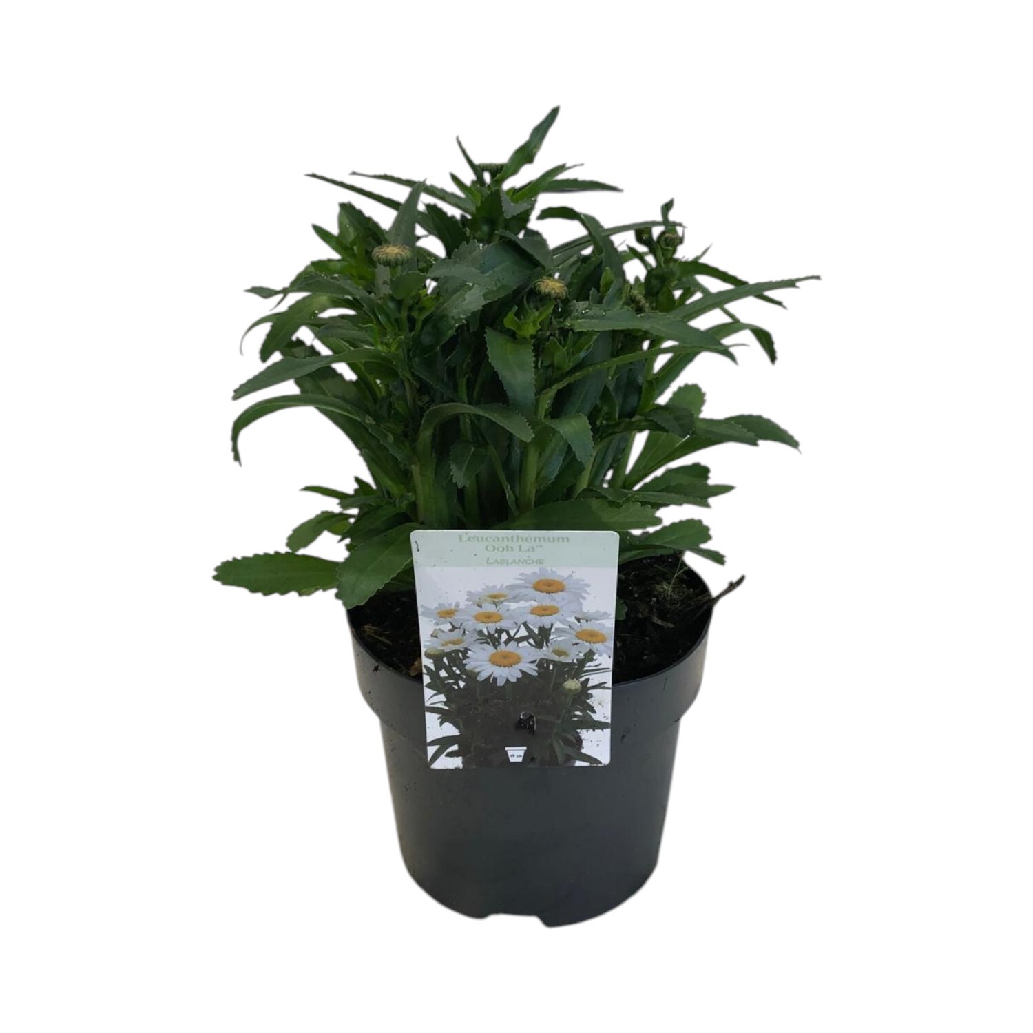 Leucanthemum Mix Perennial Plant Image