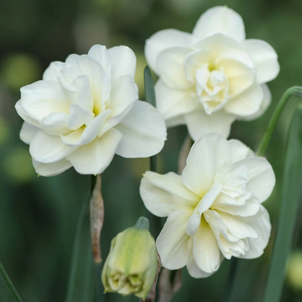 Thompson and Morgan Daffodil Rose of May Improved Spring Planting Bulb 32 Pack Image 4