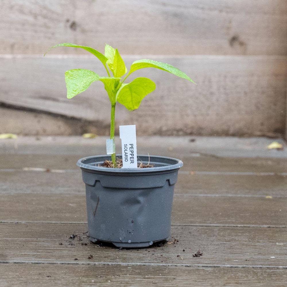 Thompson and Morgan Pepper Sweet Flamingo Plant Pot 9cm Image 5