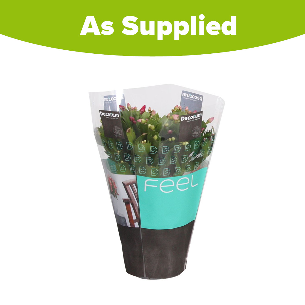 wilko Christmas Cactus Schlumbergera Multicolour Plant Pot 13cm Image 6