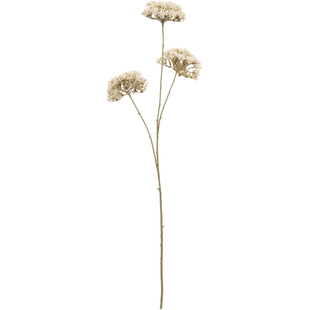 Queen Annes Lace Decorative Stem Image 3