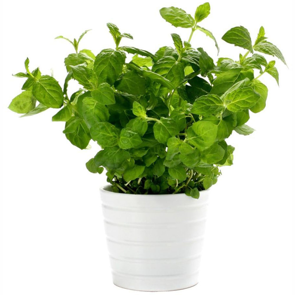 Thompson and Morgan Herb Garden Mint Plant Pot 1L 3 Pack Image 2