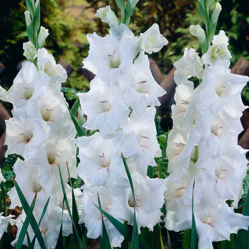 Wilko Gladioli White Prosperity Spring Bulb 10 Pack Image