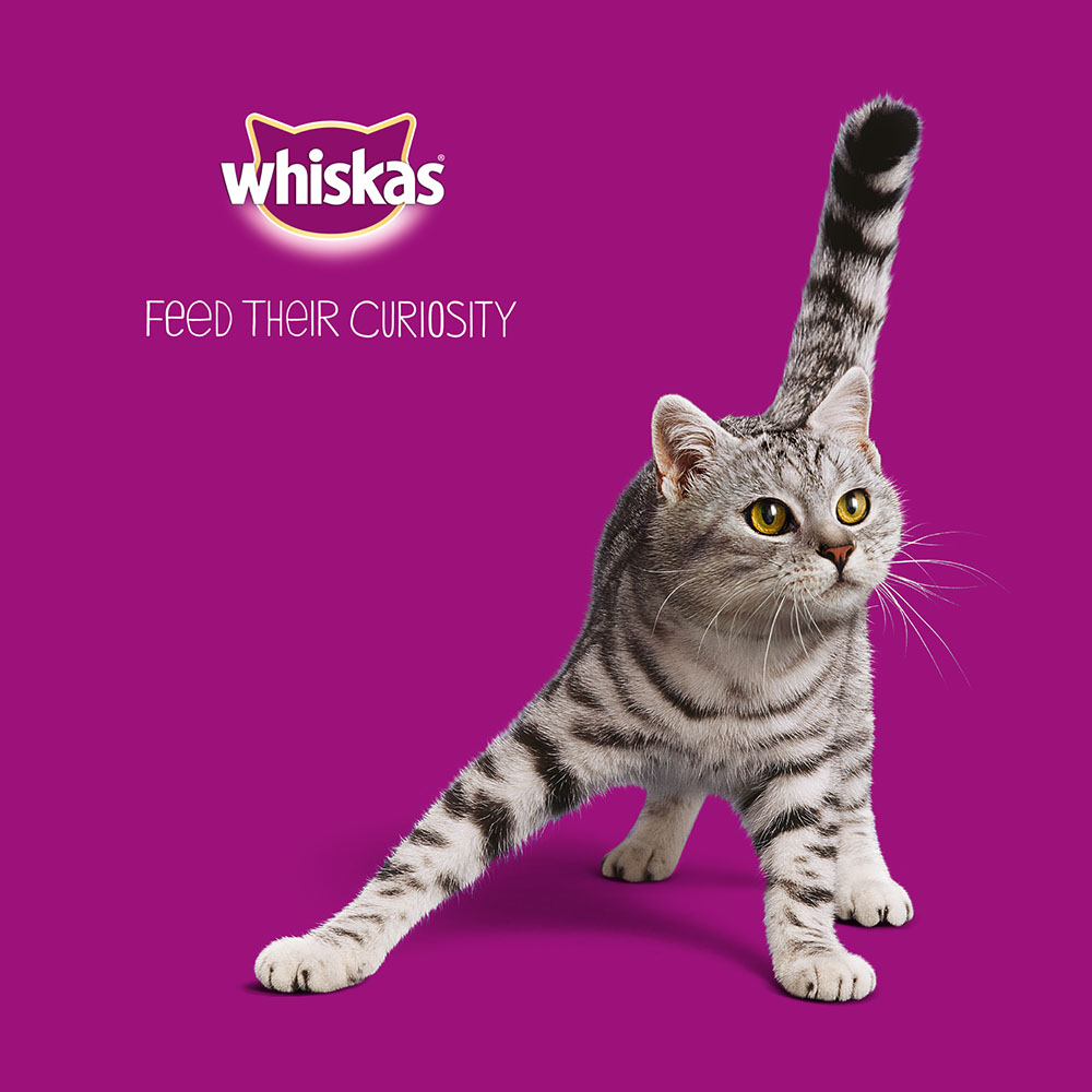 Whiskas Pure Delights Poultry in Jelly Cat Food Pouches 80x85g Image 8