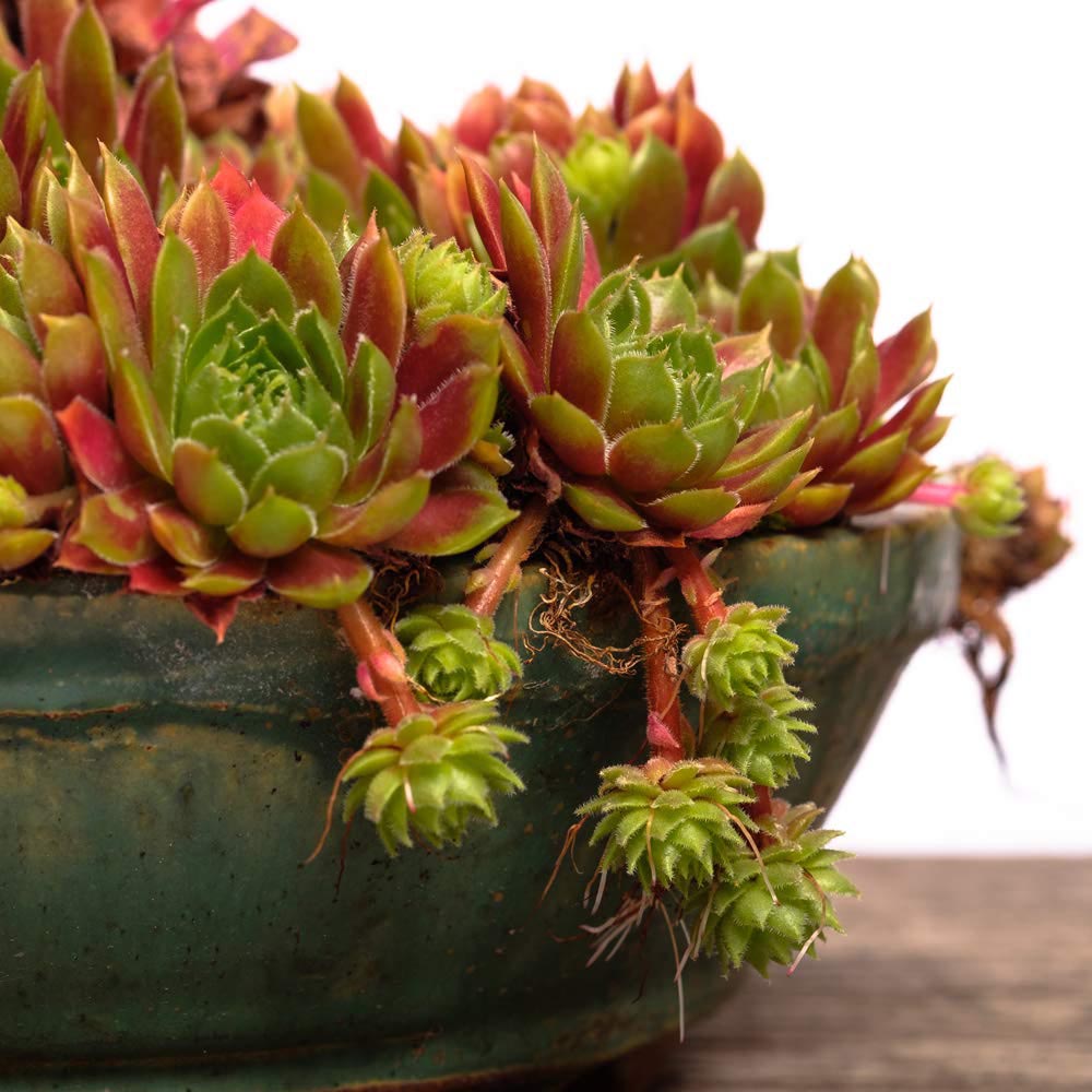 Thompson and Morgan Sempervivum Mixed Plant in Pot 5.5cm 5 Pack Image 4