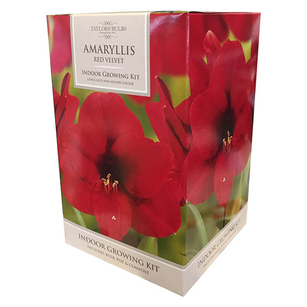 Taylors Indoor Growing Kit Amarylis Red Velvet Image 2