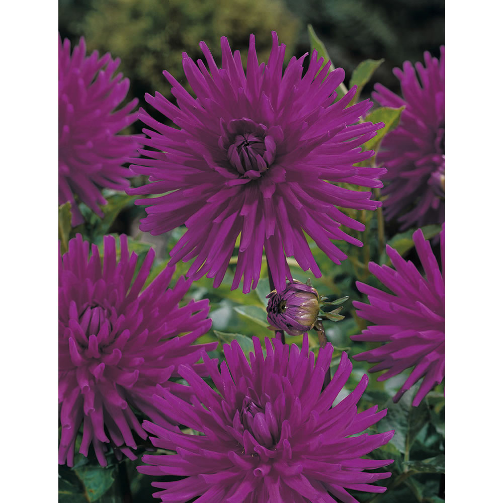 Wilko Dahlia Purple Gem Spring Planting Bulb 1 pack Wilko