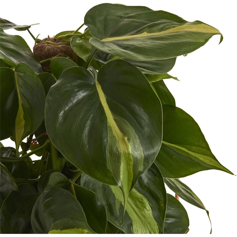 Wilko Philodendron Brasil Moss Pole 70-90cm Image 2
