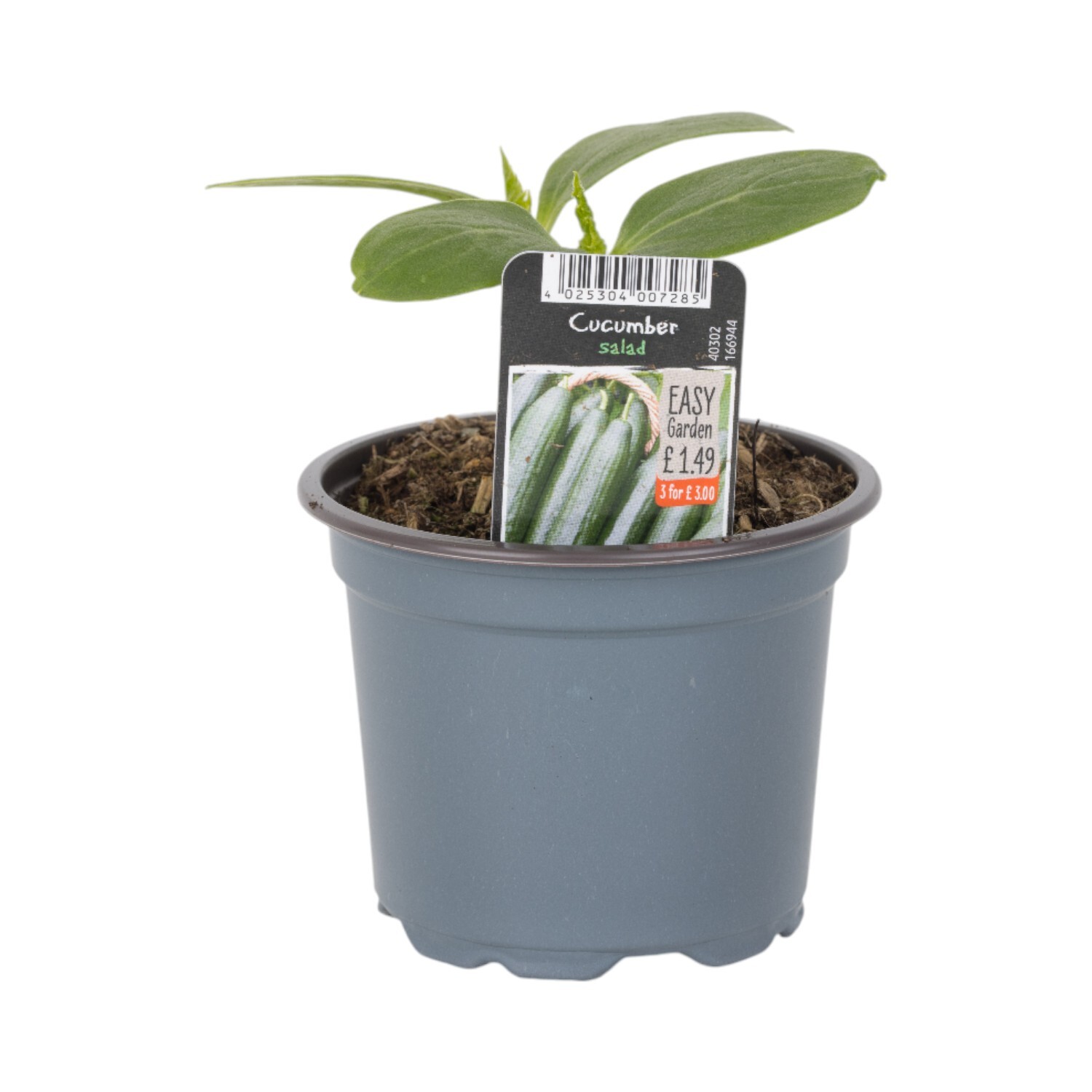 Salad Cucumber Plant Image