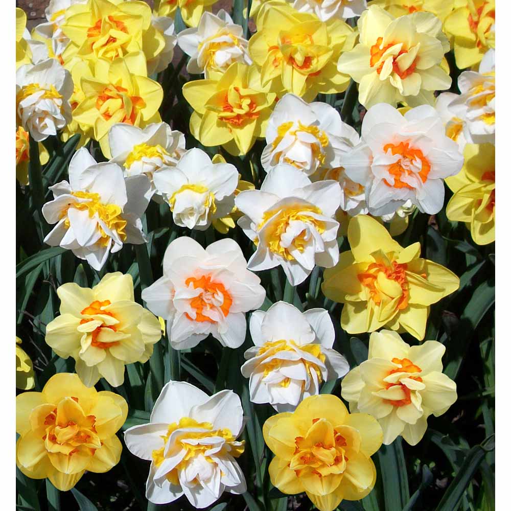 Wilko Double Daffodil Mix Bulbs 2kg Image 1