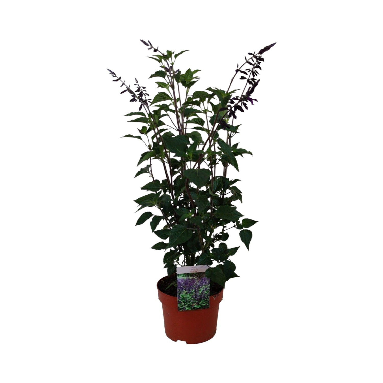 Salvia Amistad Perennial Plant Image