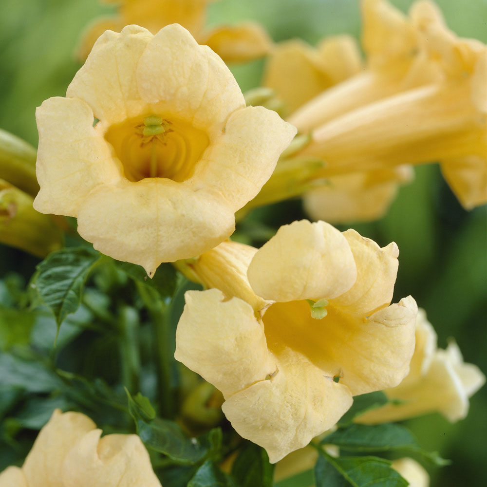 YouGarden Campsis Yellow Trumpet 2L Pot Image 3
