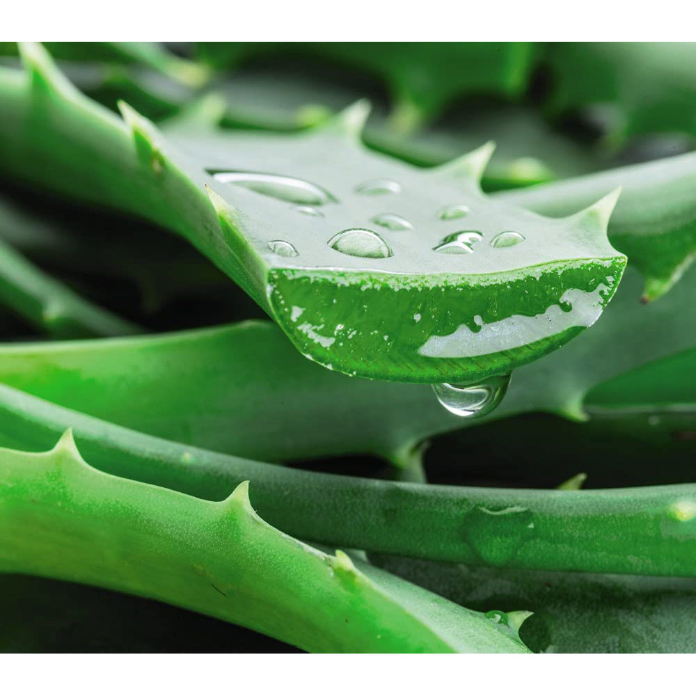 Thompson & Morgan Aloe Vera Potted Plant Image 2