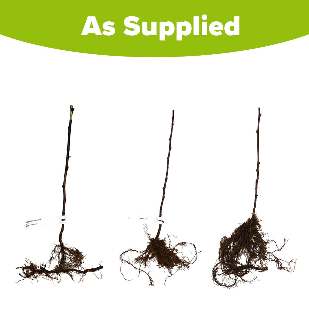 YouGarden All Season Raspberry Plant Canes 15 Pack Image 5