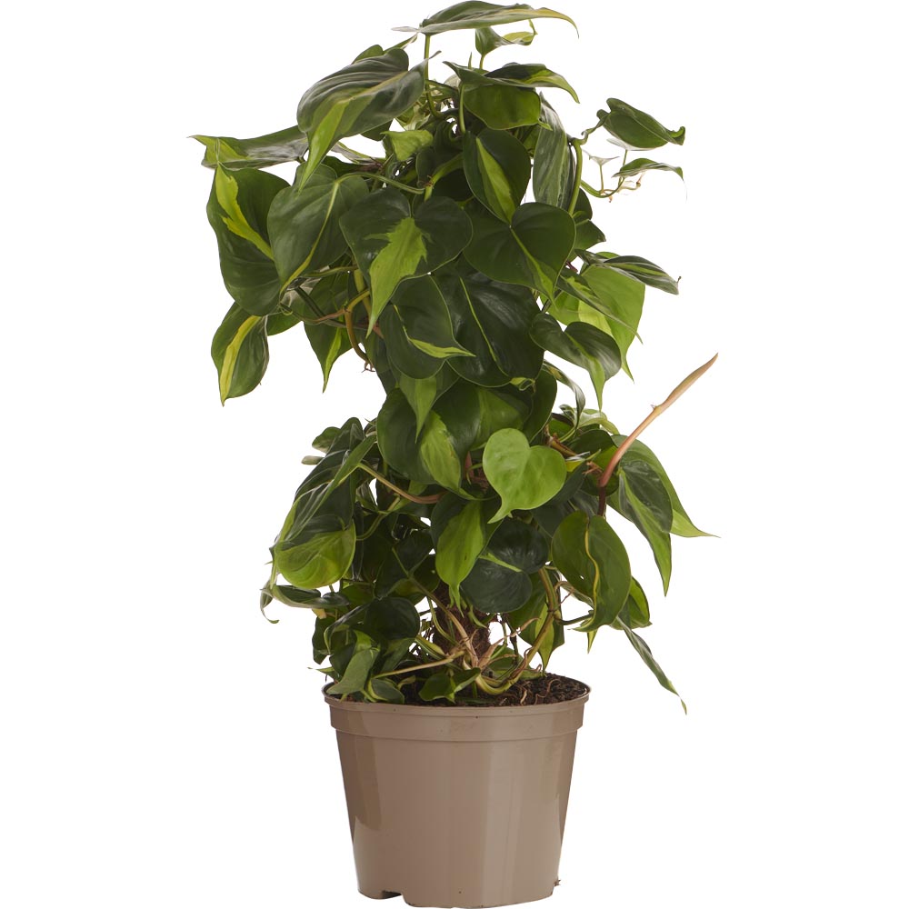 Wilko Philodendron Brasil Moss Pole 70-90cm Image 1