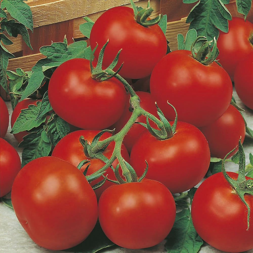 Johnsons Tomato Outdoor Girl Seeds Image 1