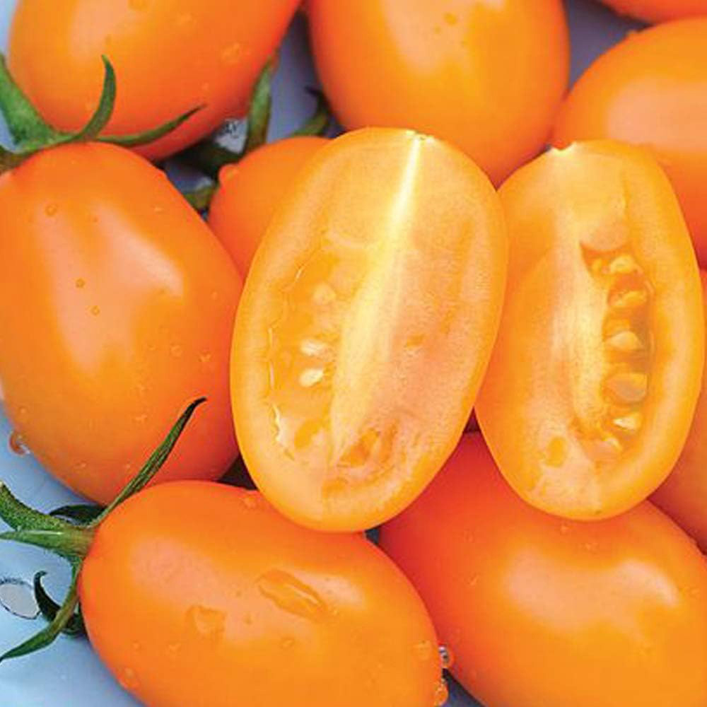 Thompson & Morgan Tomato Orange Beauty F1 4 Seeds Packet Image 2