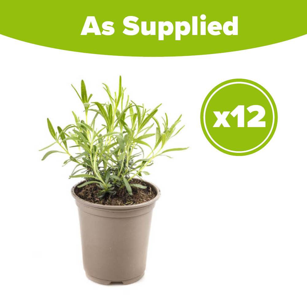YouGarden English Lavender Hidcote Hedging Plant in Pot 12 Pack Image 4