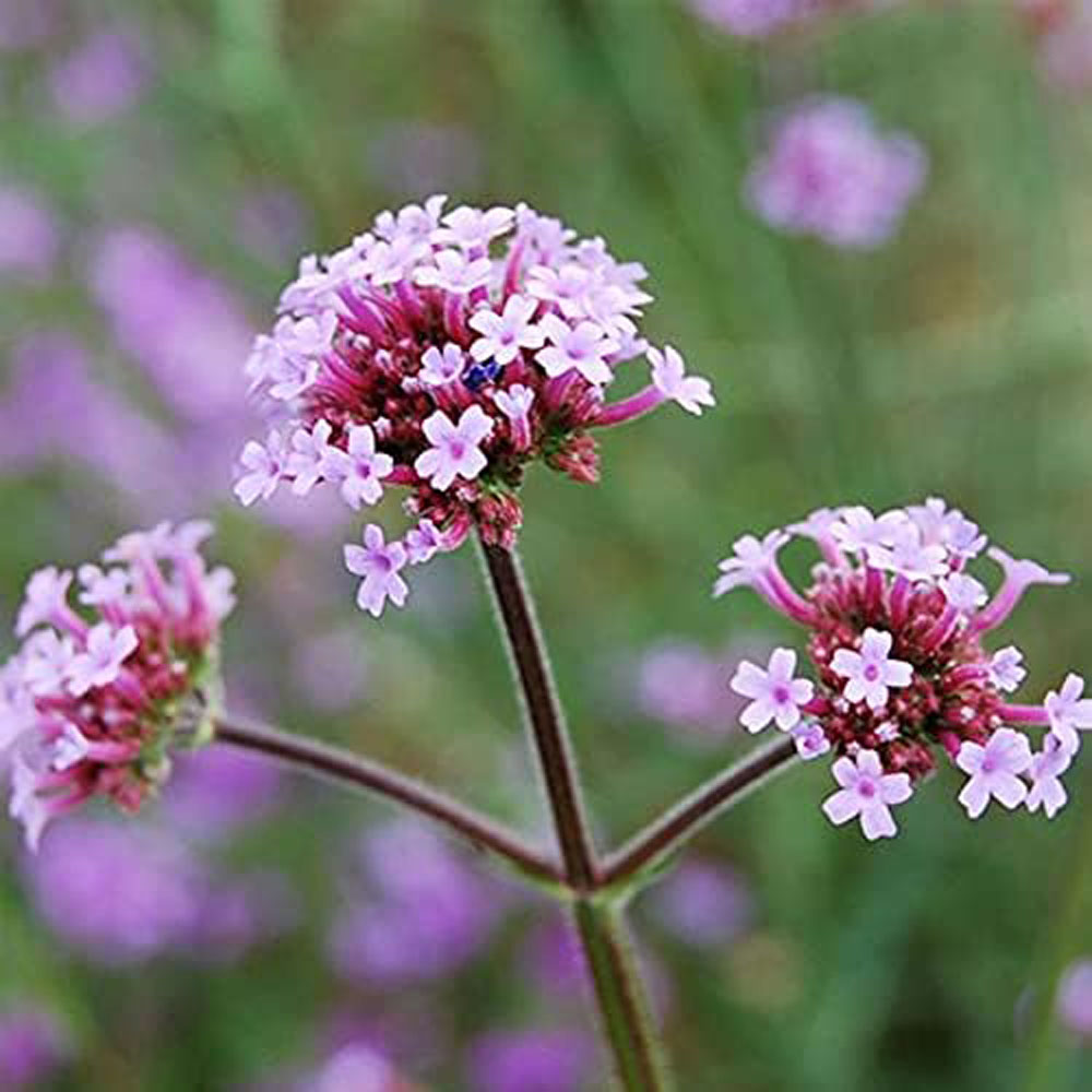 Thompson and Morgan Verbena Buenos Aires Plant Plug 72 Pack Image 2