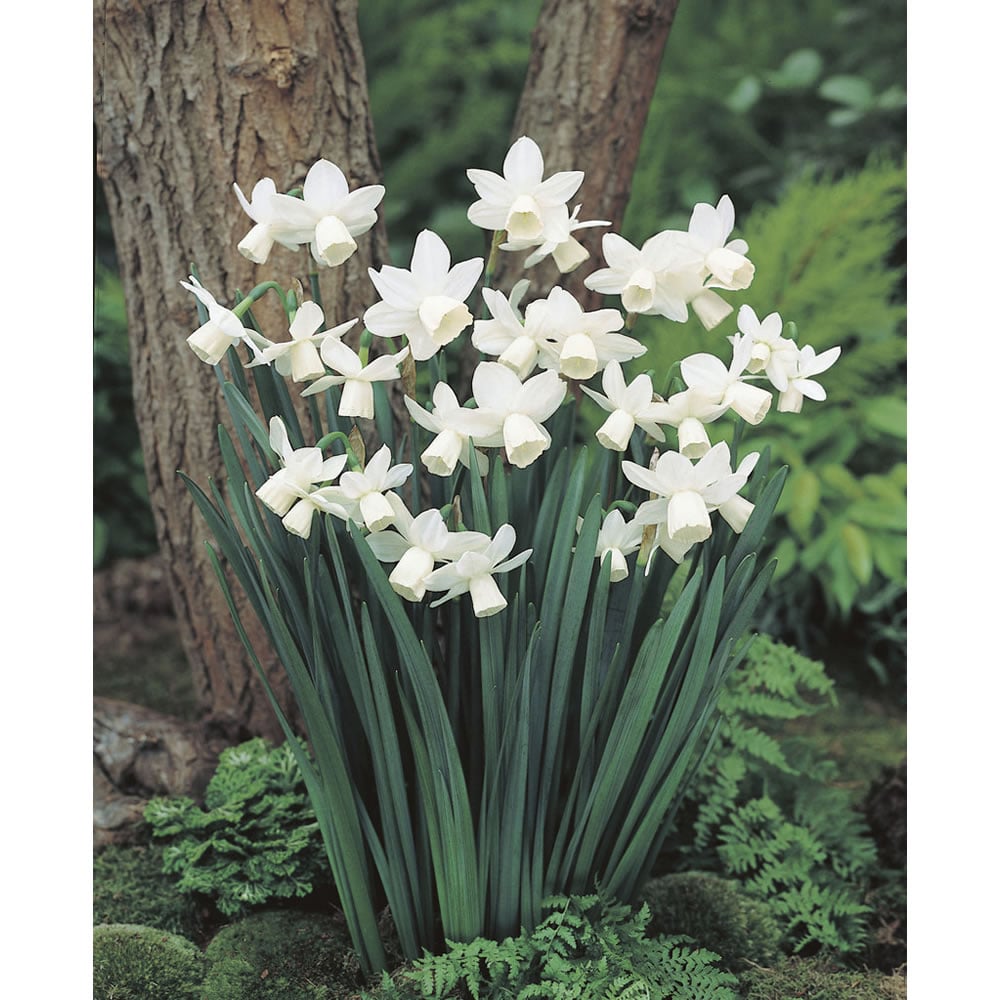 Wilko Autumn Bulbs Narcissus Triandrus Tresamble 6 Pack Image 2