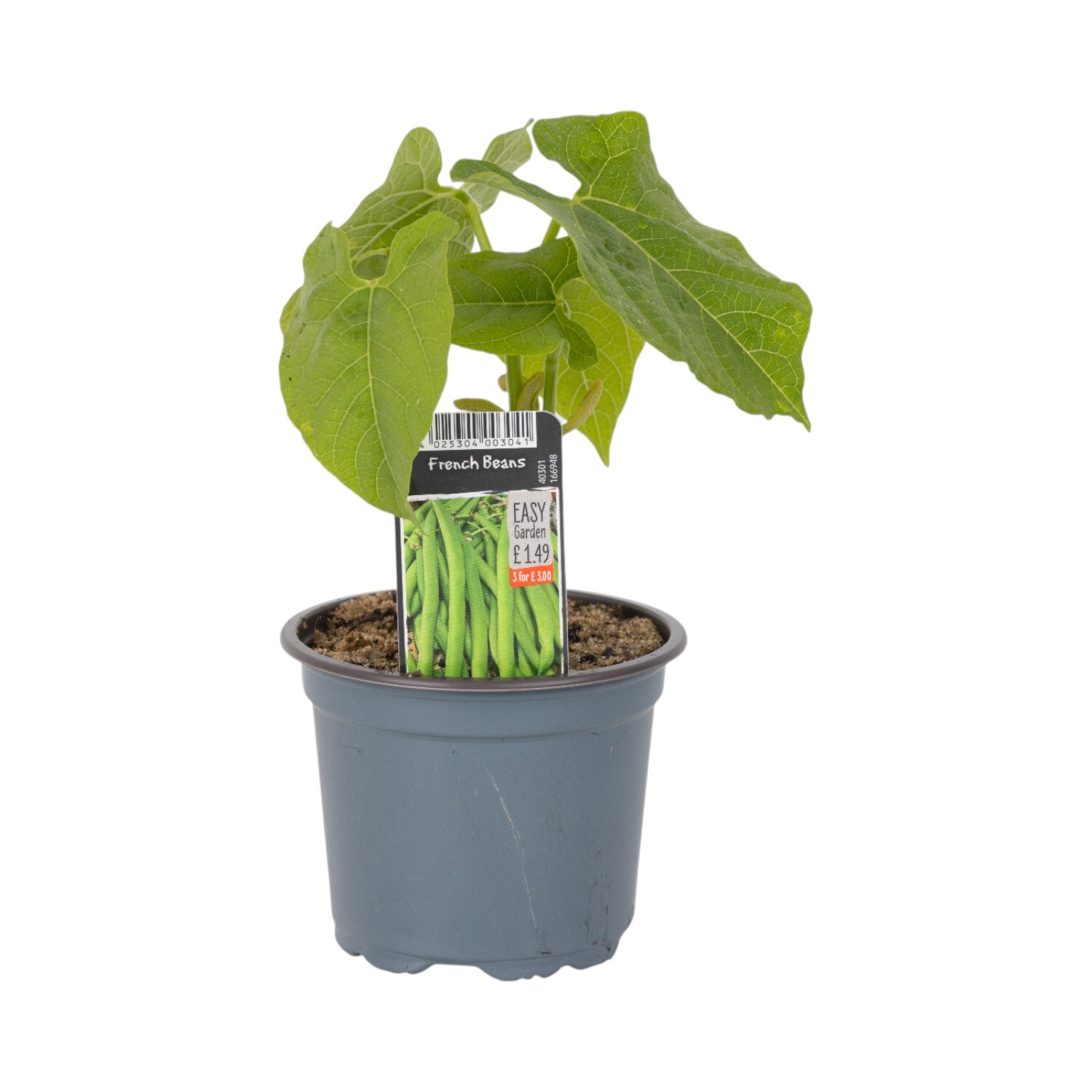 French Beans Plant Image