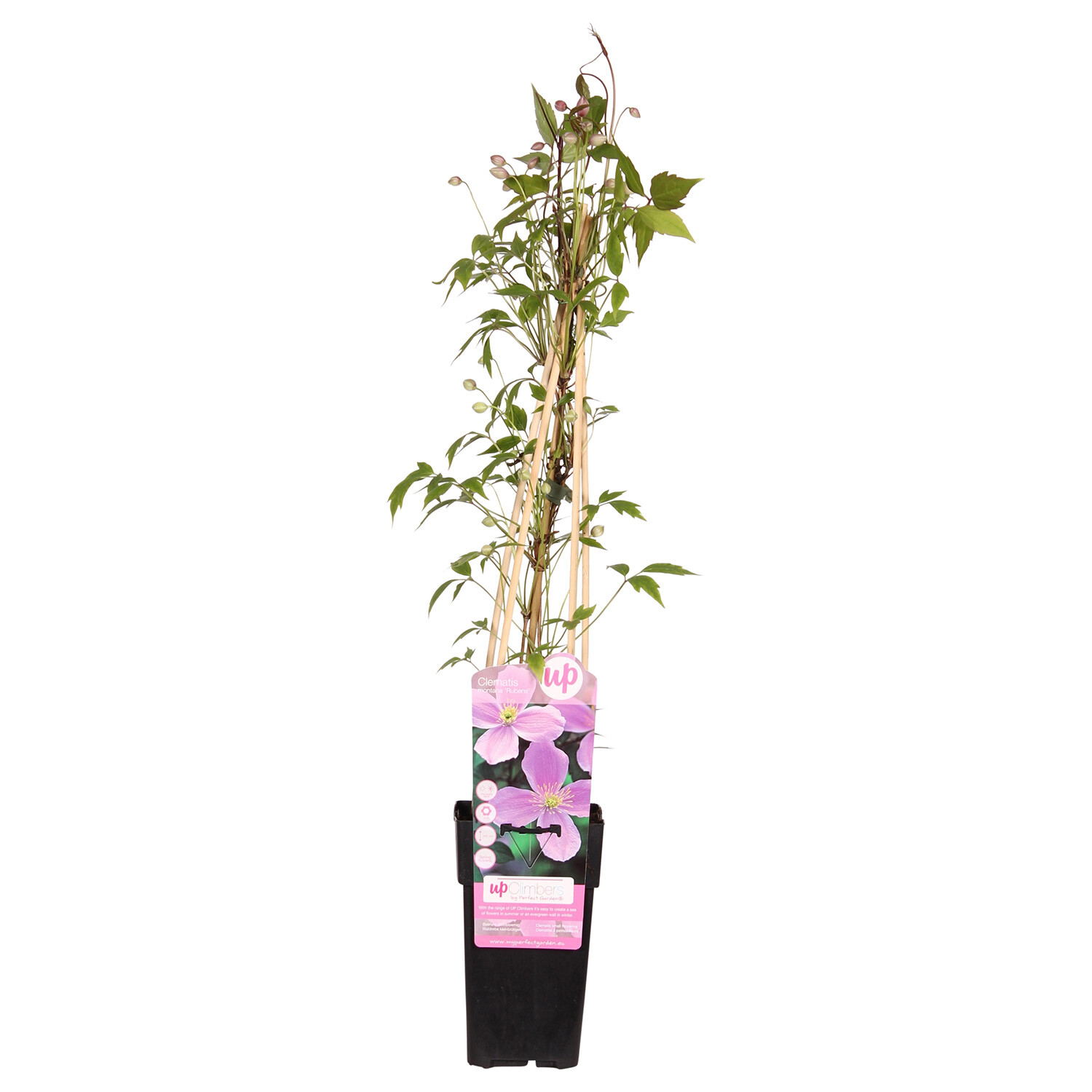 Clematis 15cm - Montana Rubens Image