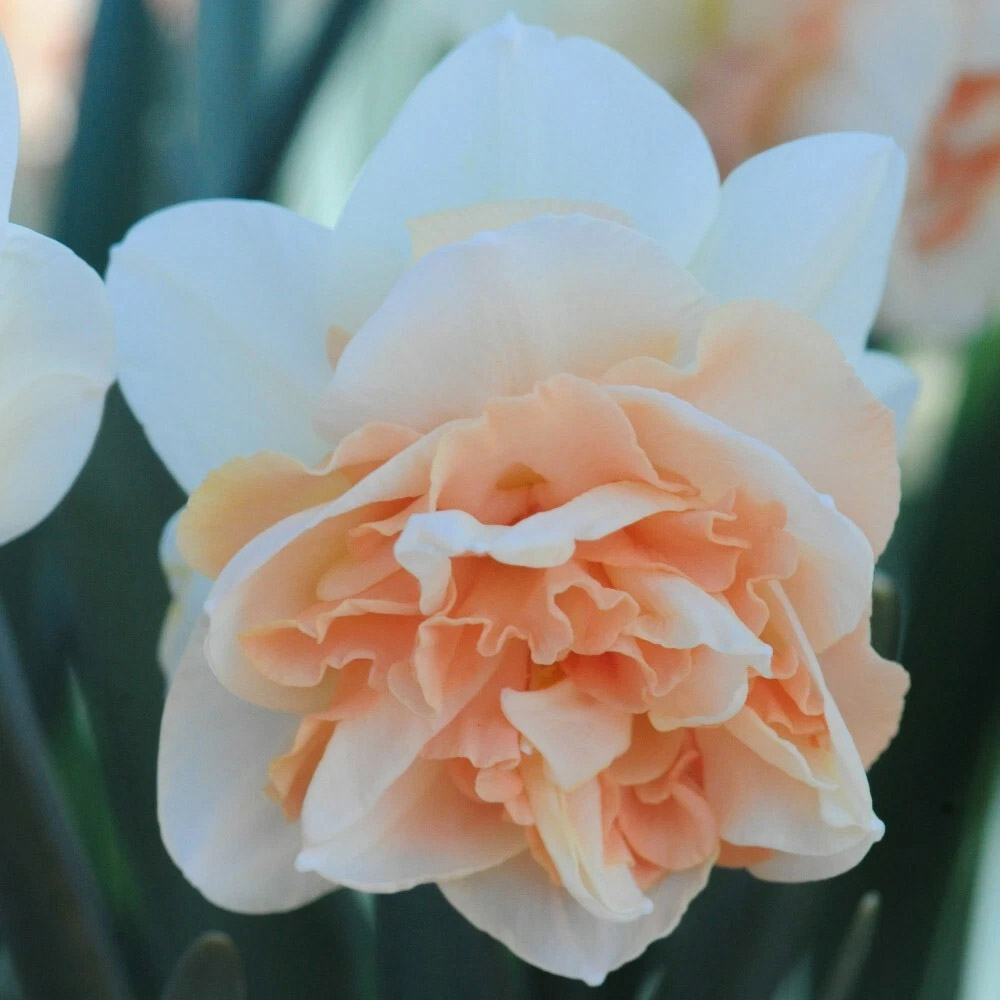 Thompson and Morgan Daffodil Replete Improved Spring Planting Bulb 8 Pack Image 3