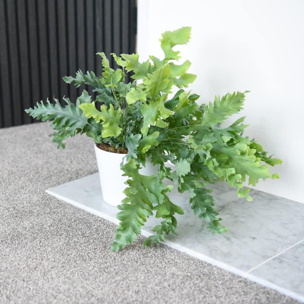 Thompson and Morgan Phlebodium Aureum Davana Plant Pot 12cm Image 2