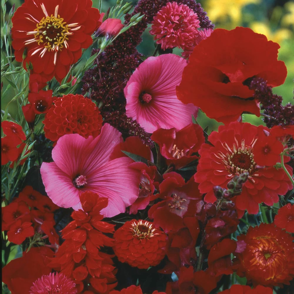 Wilko Red Flowers for Wildlife Mixed Seeds Image 1