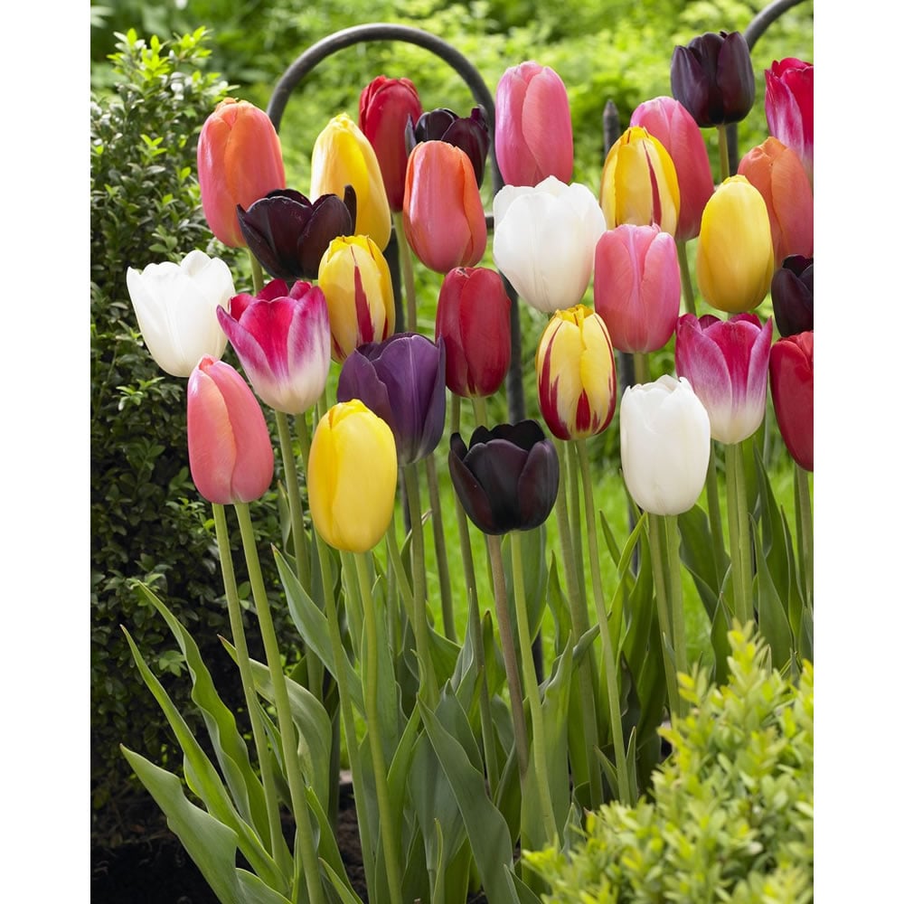 Wilko Bulbs Mixed Tulips 15pk Image 2