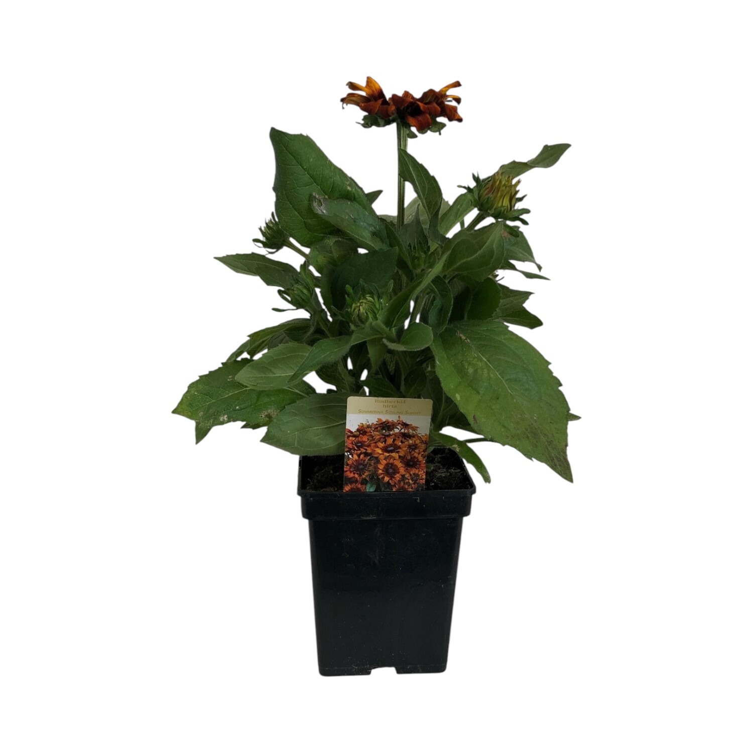 Rudbeckia Goldsturm Perennial Plant Image